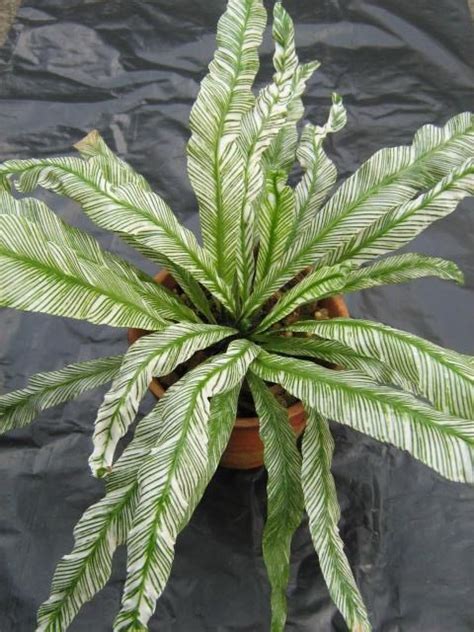 火焰鳥巢蕨|Asplenium nidus variegated 花葉鳥巢蕨